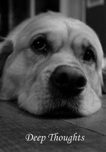 household dog oracle - deep thoughts