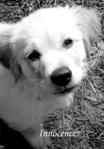 household dog oracle - innocence