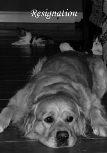 household dog oracle - resignation