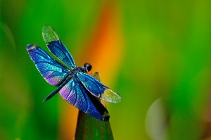 Dragonfly background