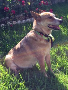 Sheila, about 3 months ago. Note how her hind leg protrudes. The tumor was so large she couldn't sit properly.